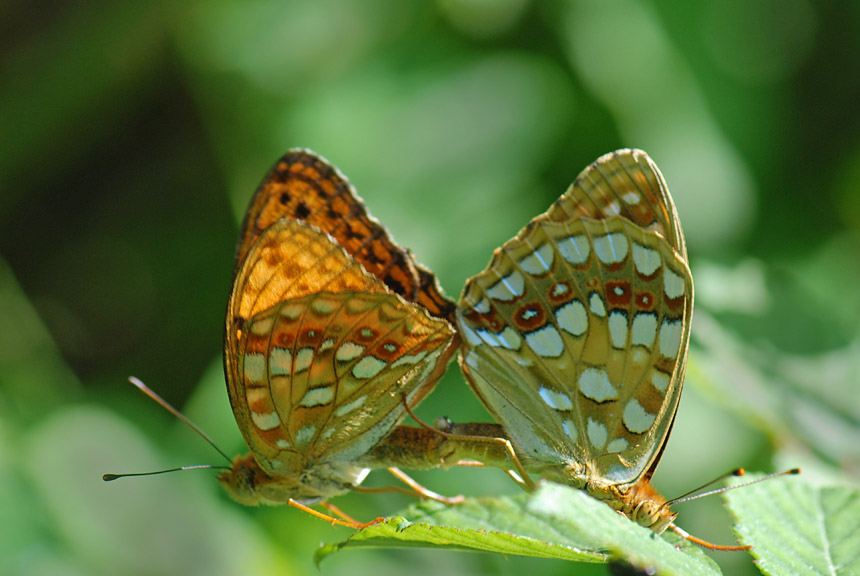 Conferma - Nymphalidae - Argynnis adippe?